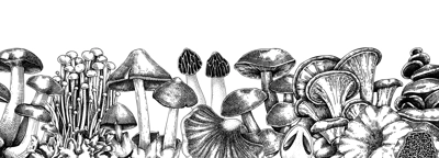 Edible mushrooms vector border. Vintage autumn forest plant banner. Fall banner design with hand drawn fungi sketches. Healthy food, fungal protein vector illustration for print and packaging